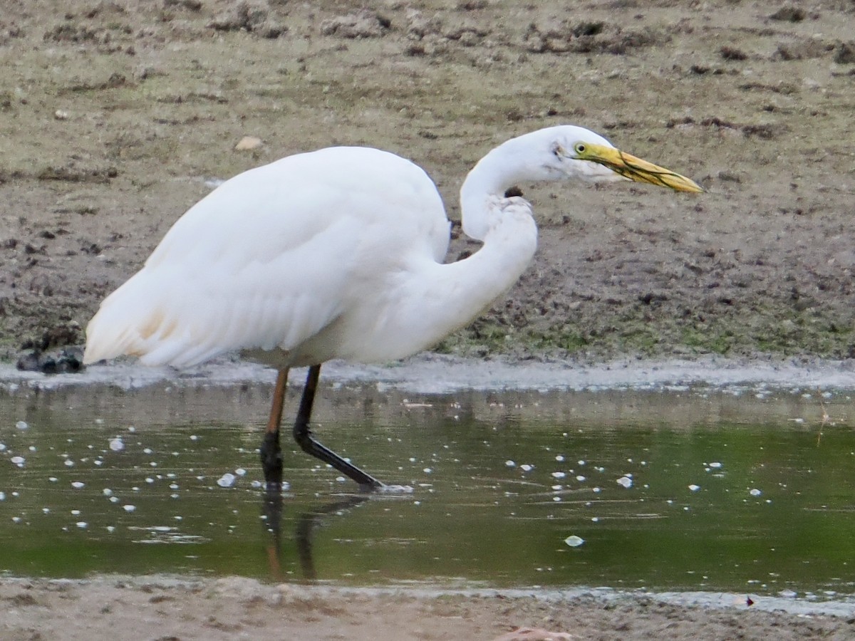 Great Egret - ML644287056