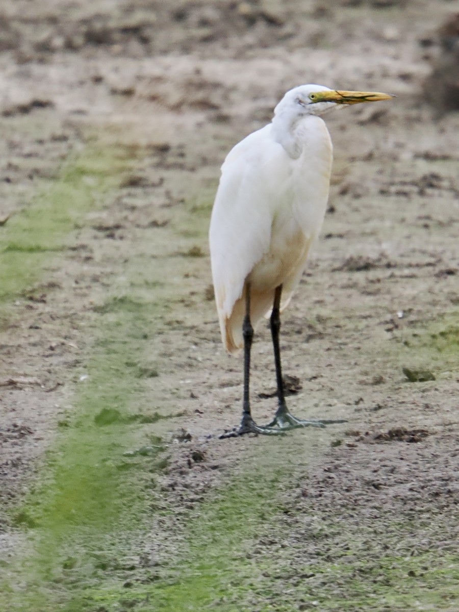 Great Egret - ML644287057