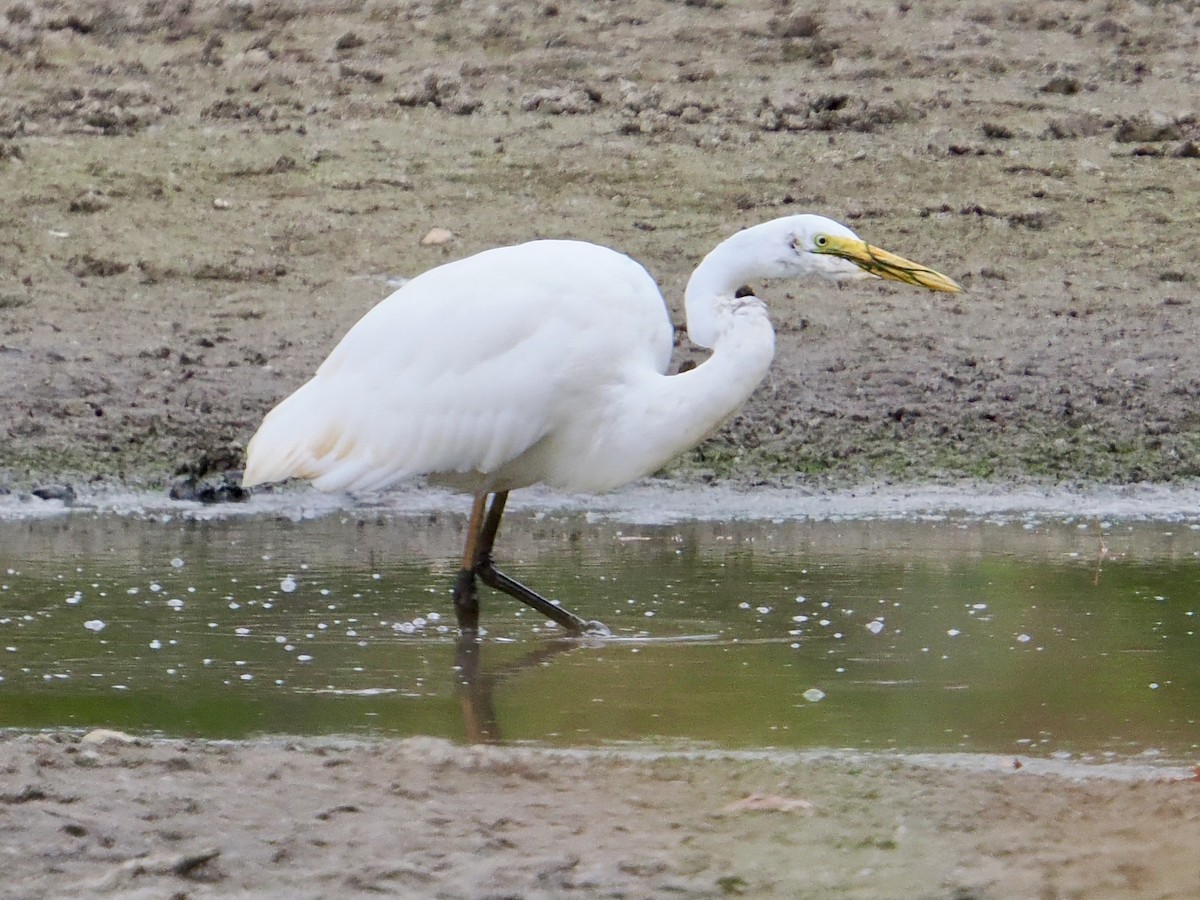 Great Egret - ML644287058
