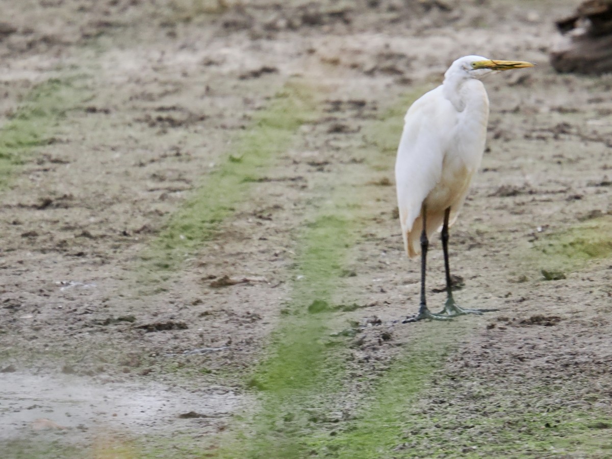 Great Egret - ML644287059
