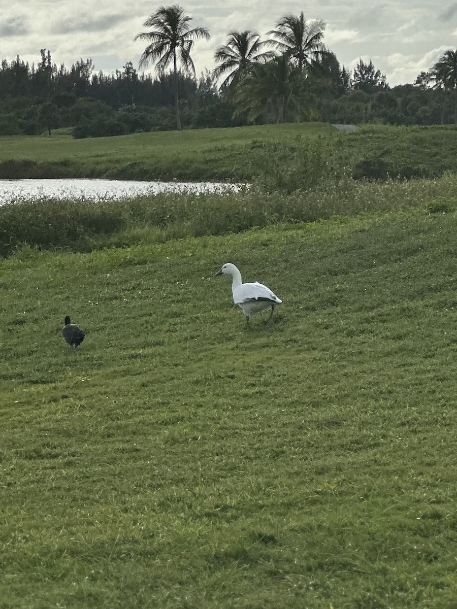 ハクガン - ML644287068