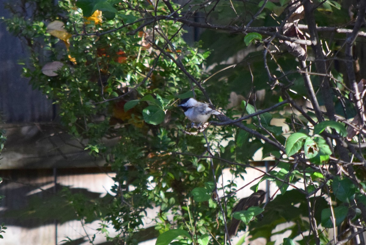 Каролинская гаичка - ML644287072