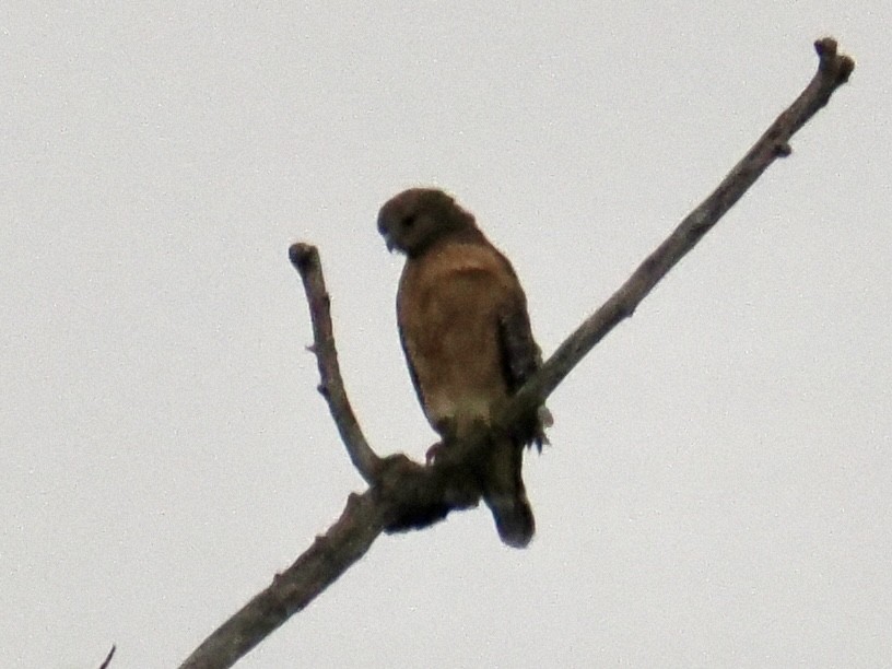 Red-shouldered Hawk - ML644287081