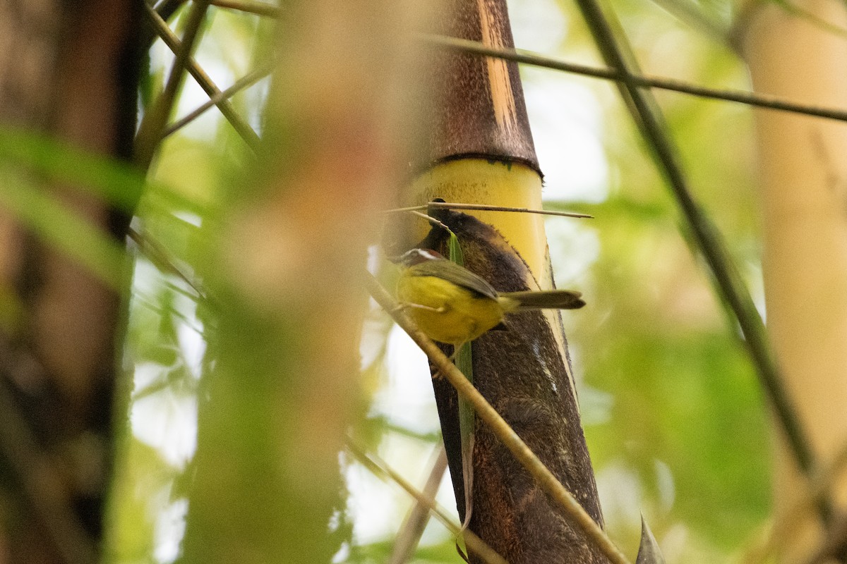 Chestnut-capped Warbler - ML644287085