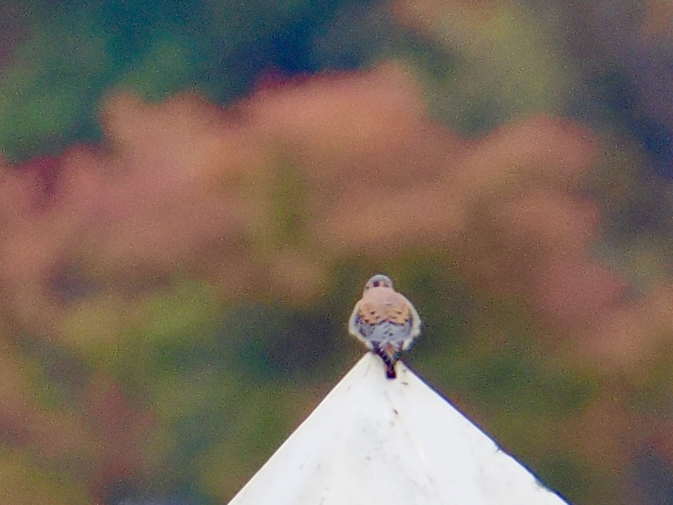 American Kestrel - ML644287088
