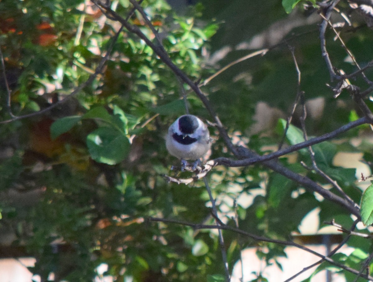 Каролинская гаичка - ML644287089