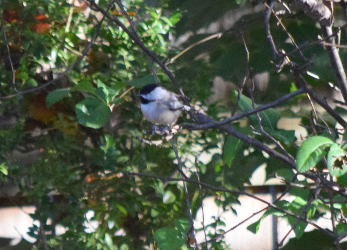 Каролинская гаичка - ML644287090