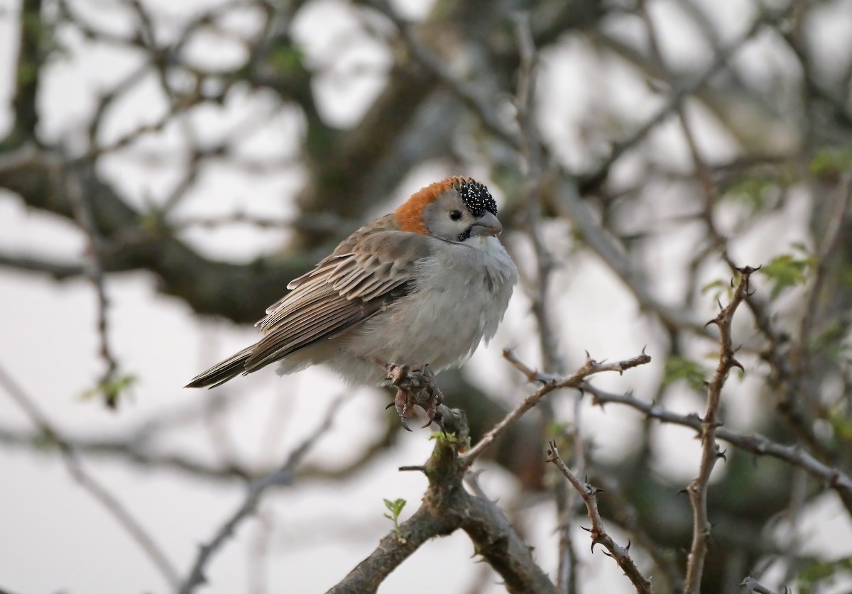 Tejedorcito Frontal - ML644287094