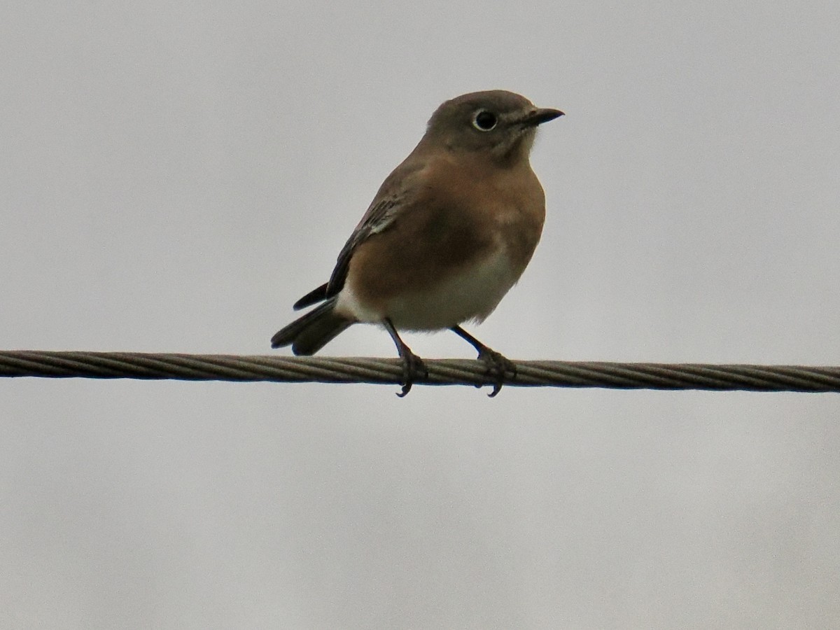 Eastern Bluebird - ML644287101