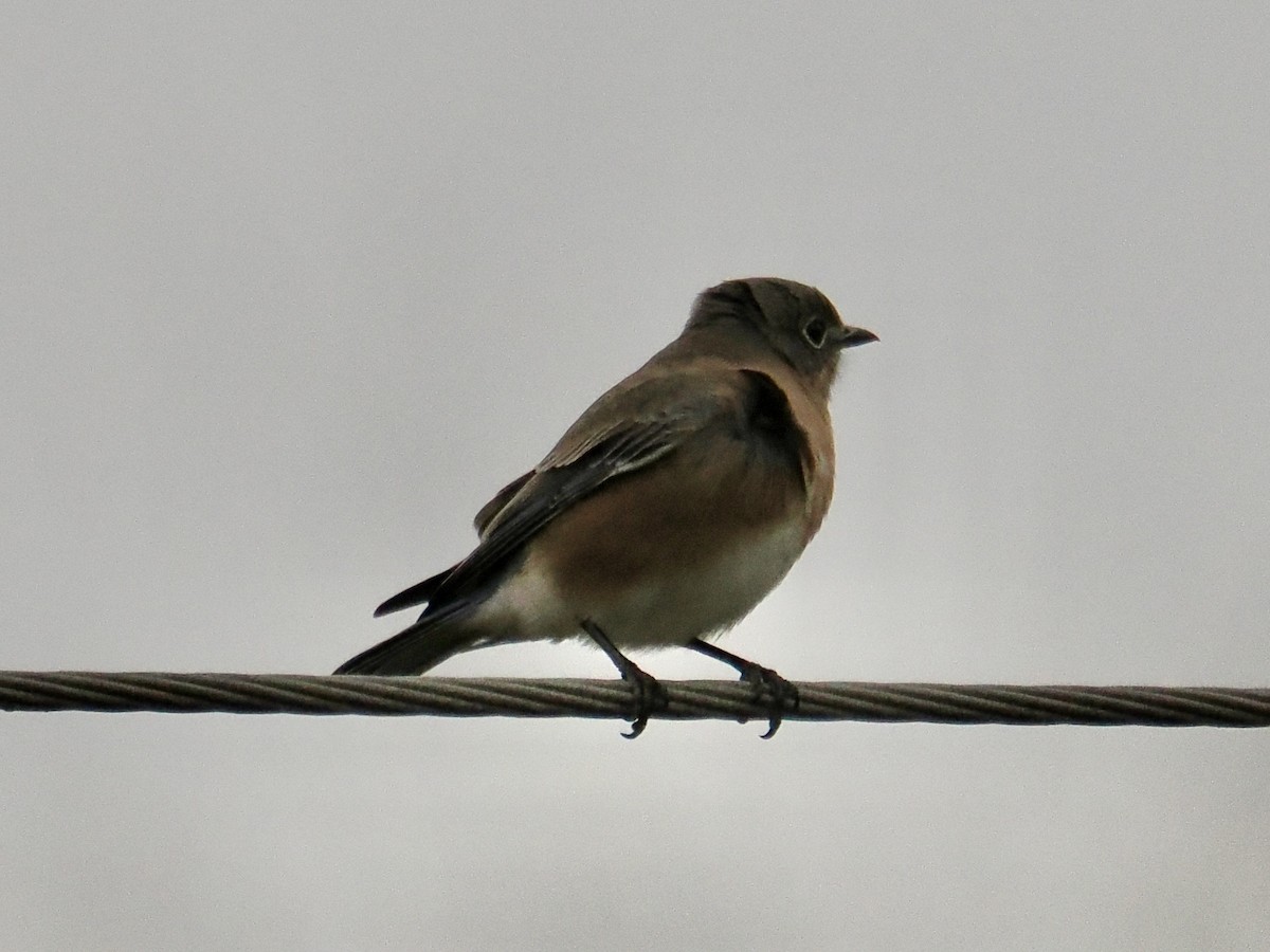Eastern Bluebird - ML644287102