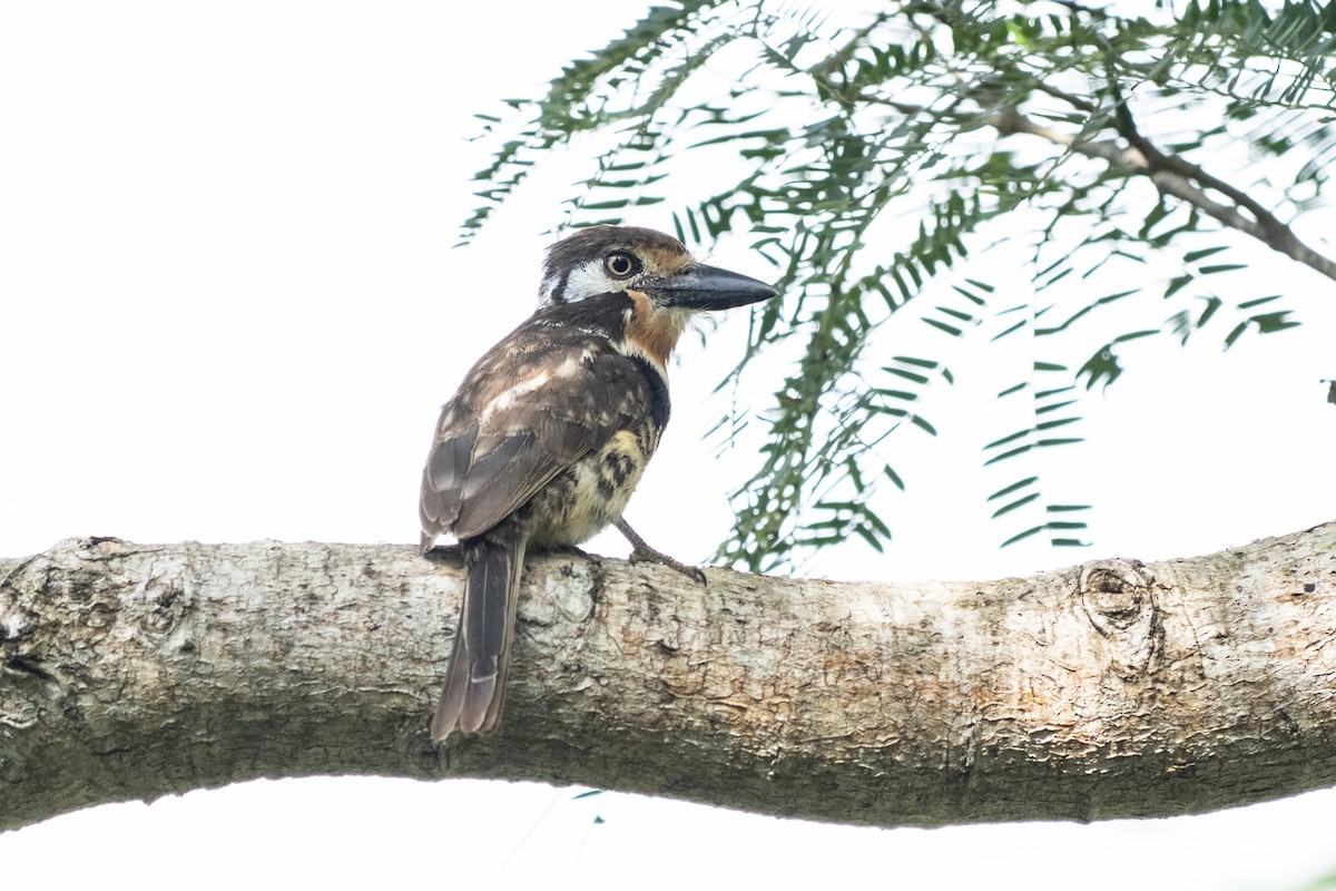 Russet-throated Puffbird - ML644287114