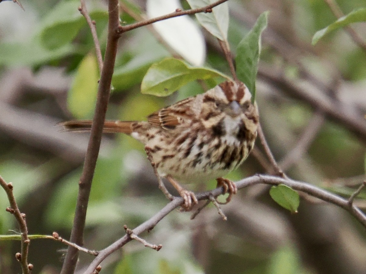Song Sparrow - ML644287115