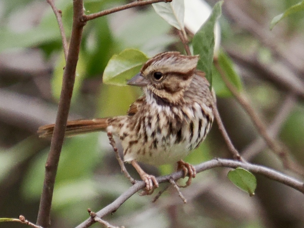 Song Sparrow - ML644287116