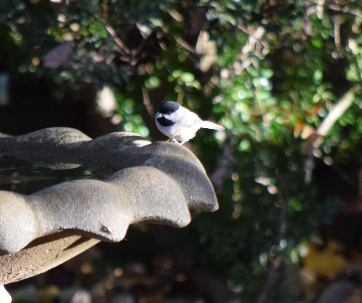 Каролинская гаичка - ML644287118