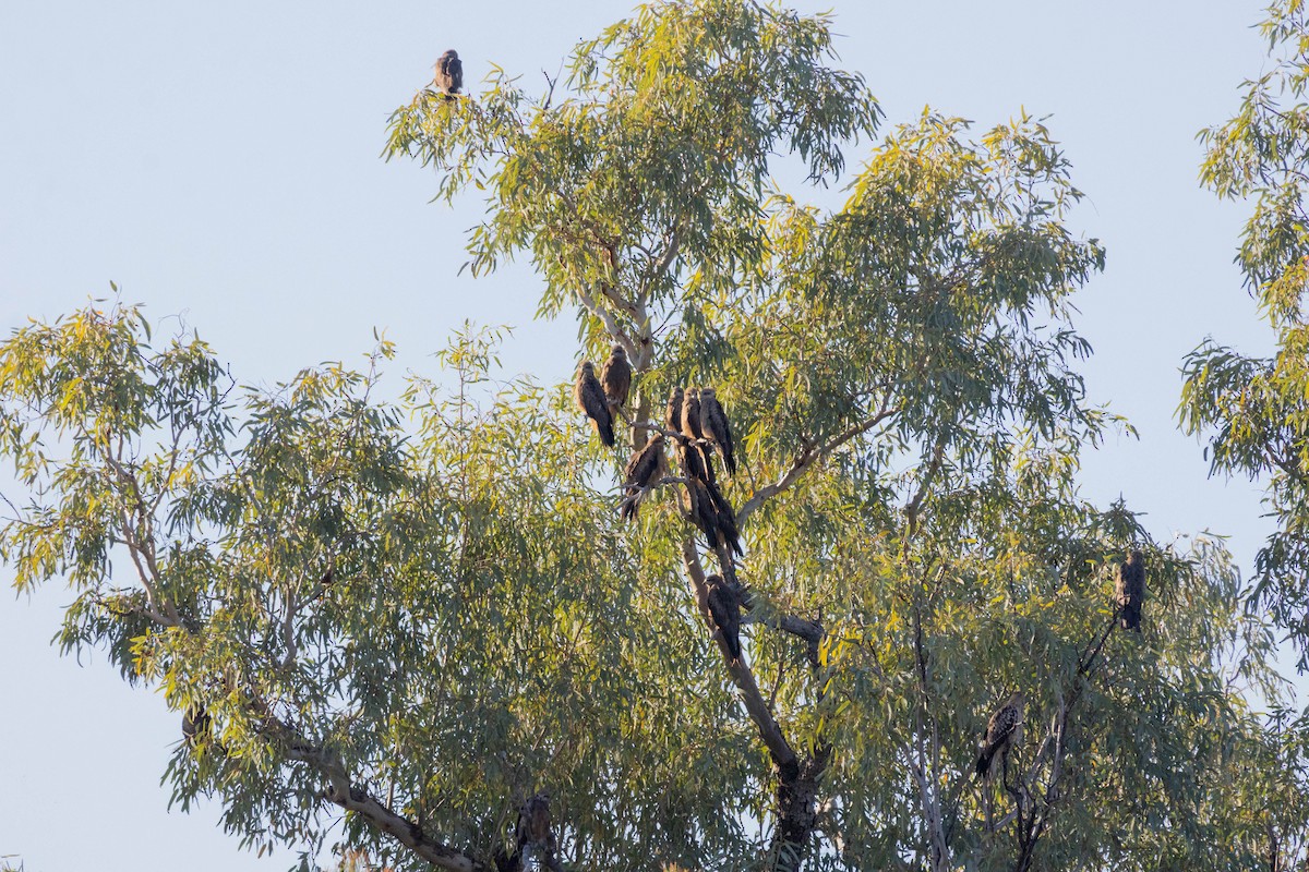 דיה שחורה (מערבית) - ML644287123