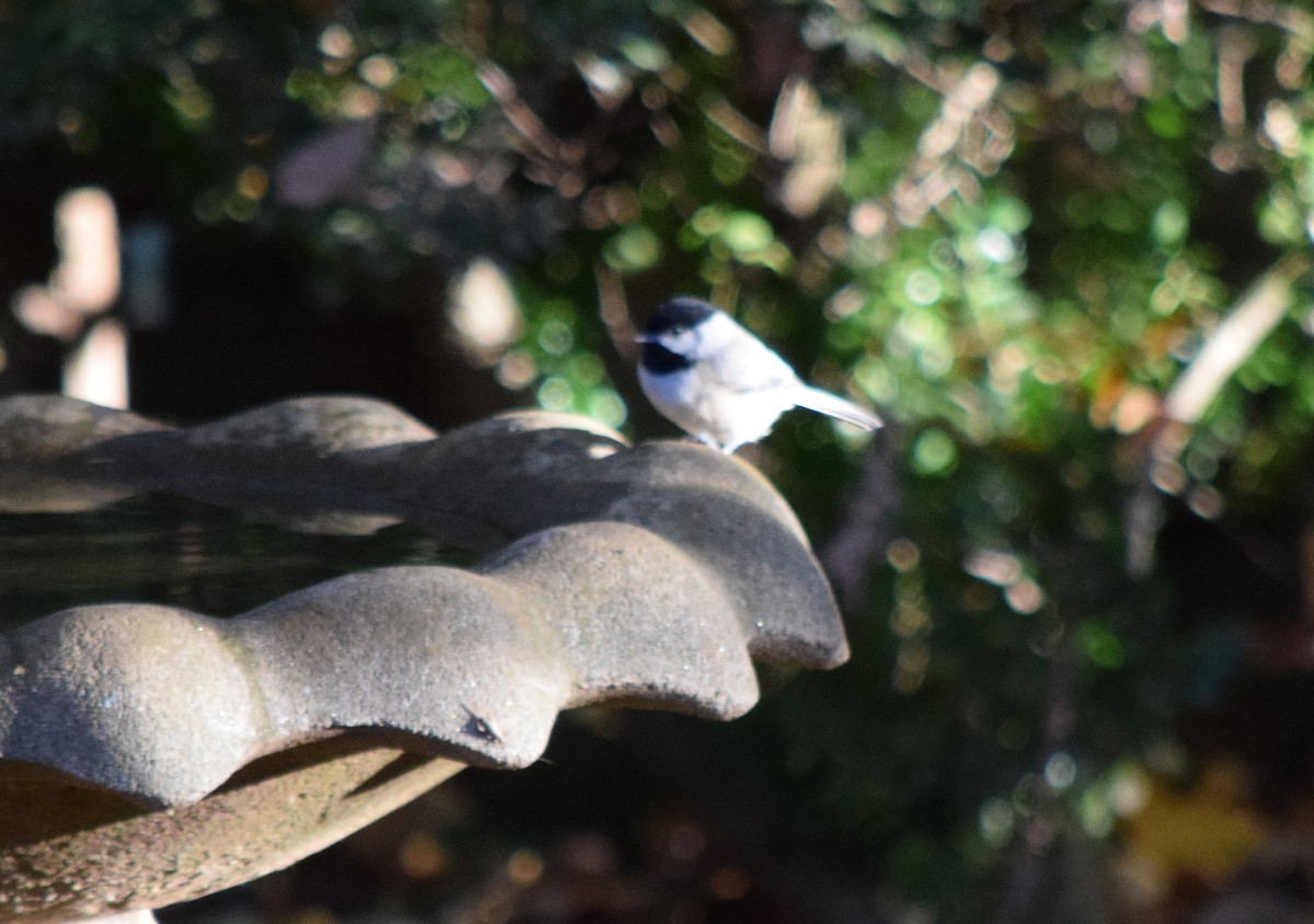 Каролинская гаичка - ML644287125