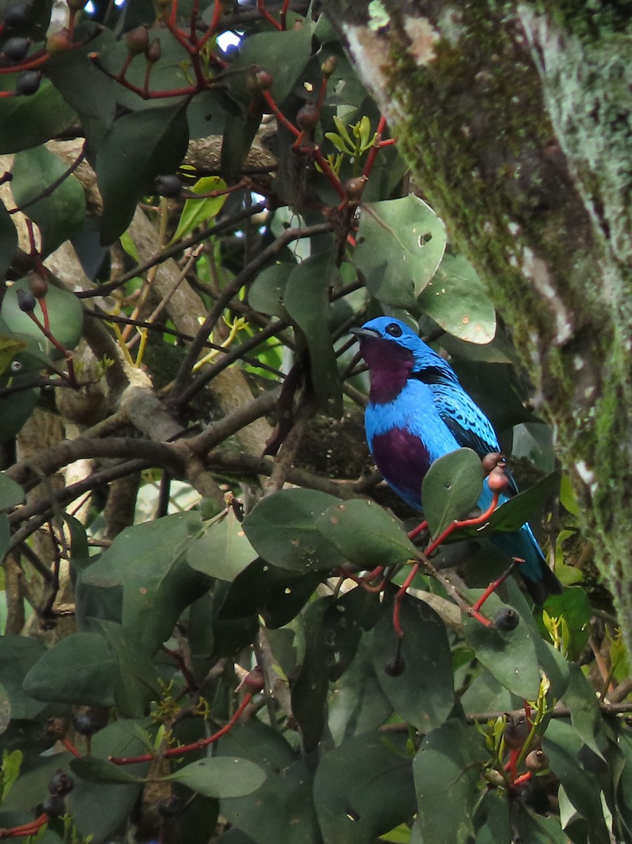 Turquoise Cotinga - ML644287126