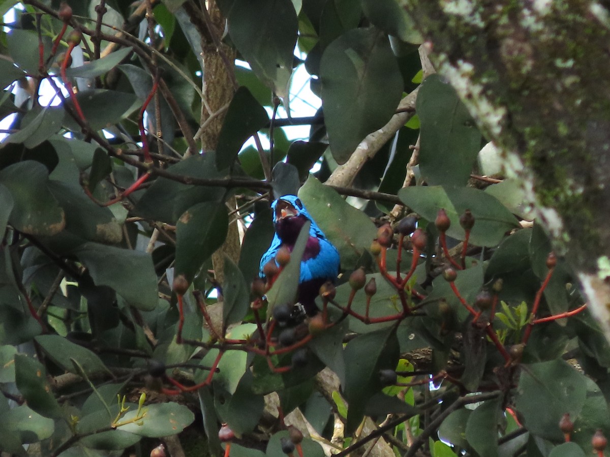 Turquoise Cotinga - ML644287127