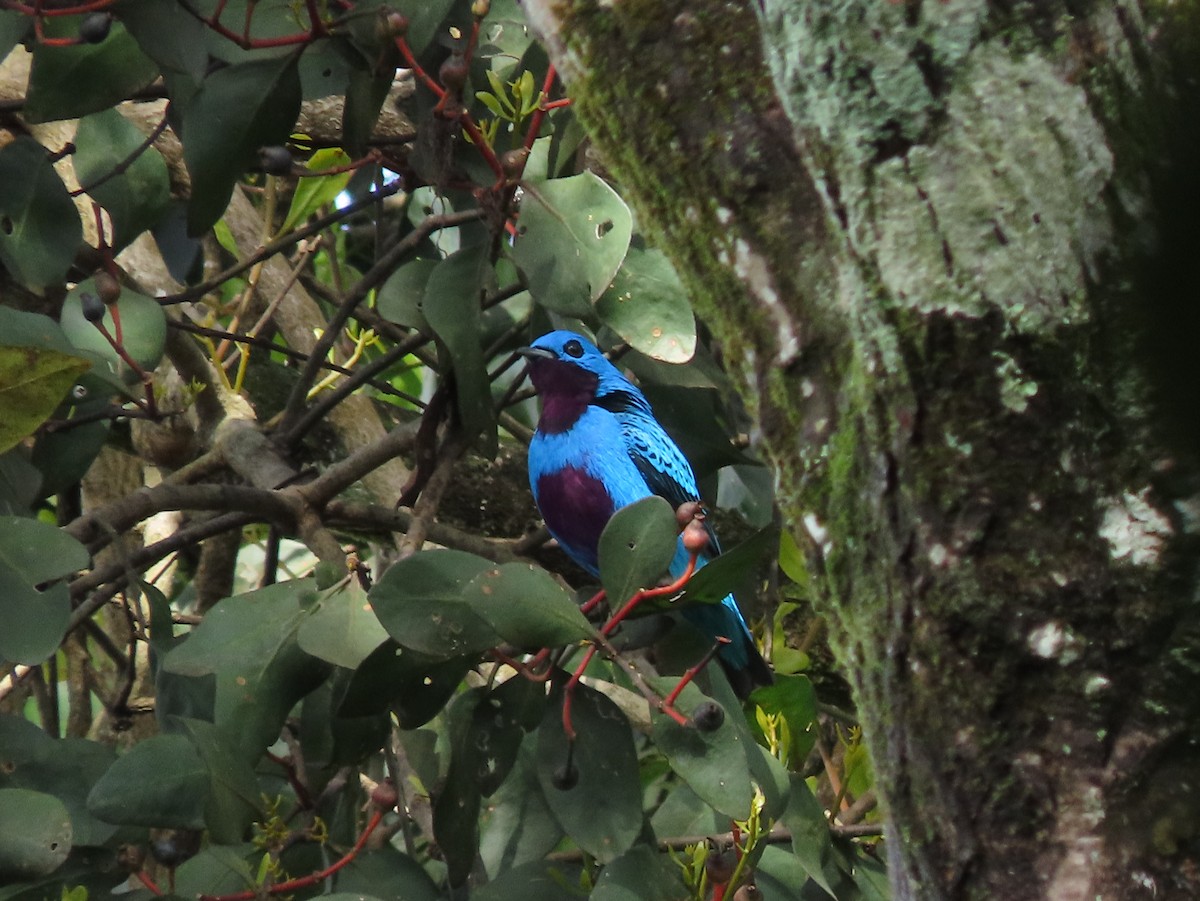 Turquoise Cotinga - ML644287129