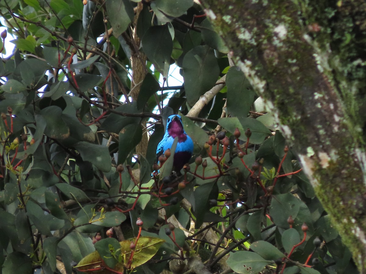 Turquoise Cotinga - ML644287132