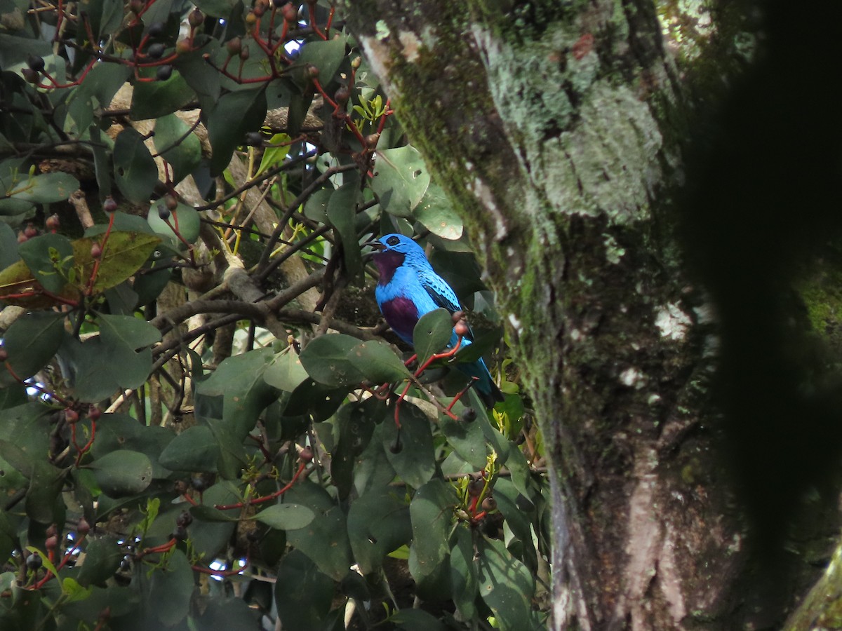 Turquoise Cotinga - ML644287133