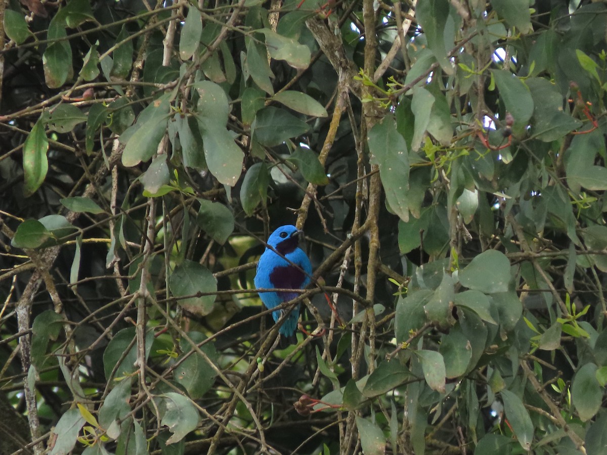 Turquoise Cotinga - ML644287135