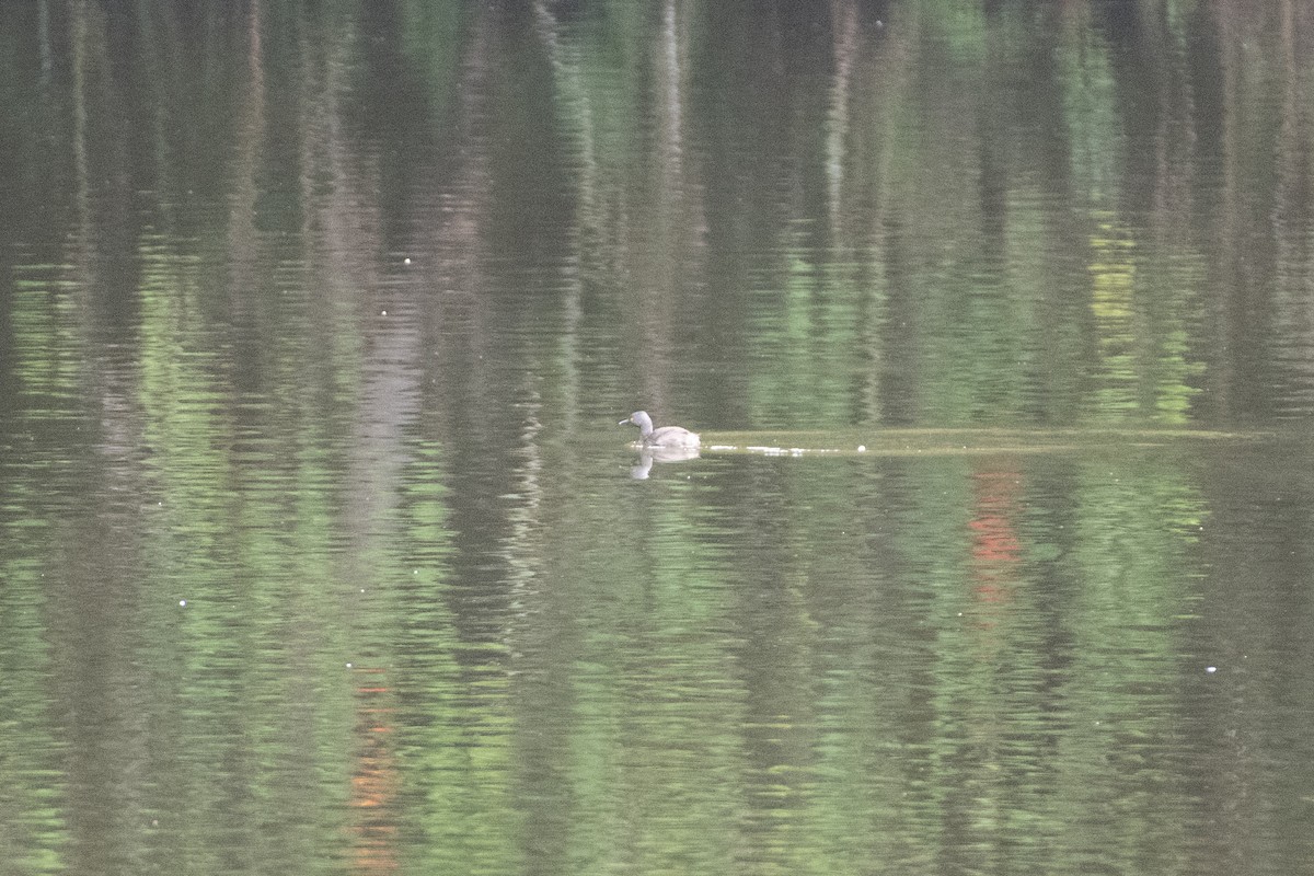 Least Grebe - ML644287148