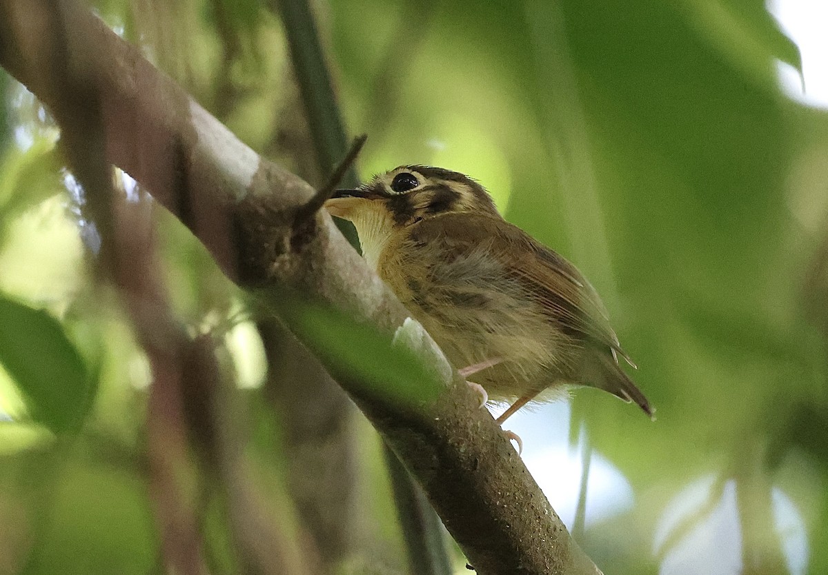 Gelbscheitel-Spatelschnabeltyrann - ML644287151