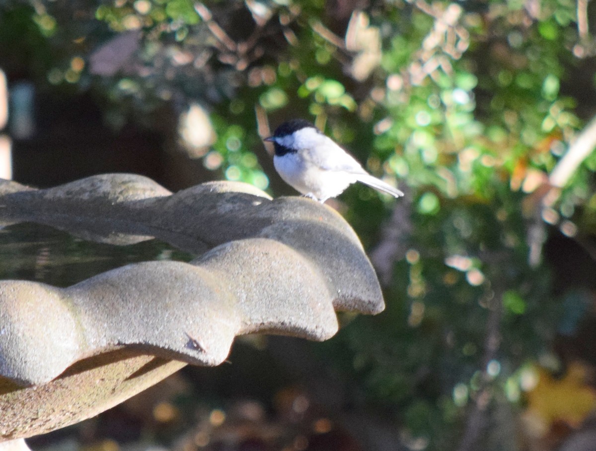 Каролинская гаичка - ML644287162