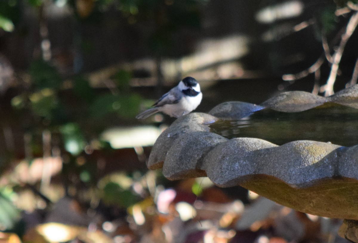 Каролинская гаичка - ML644287163