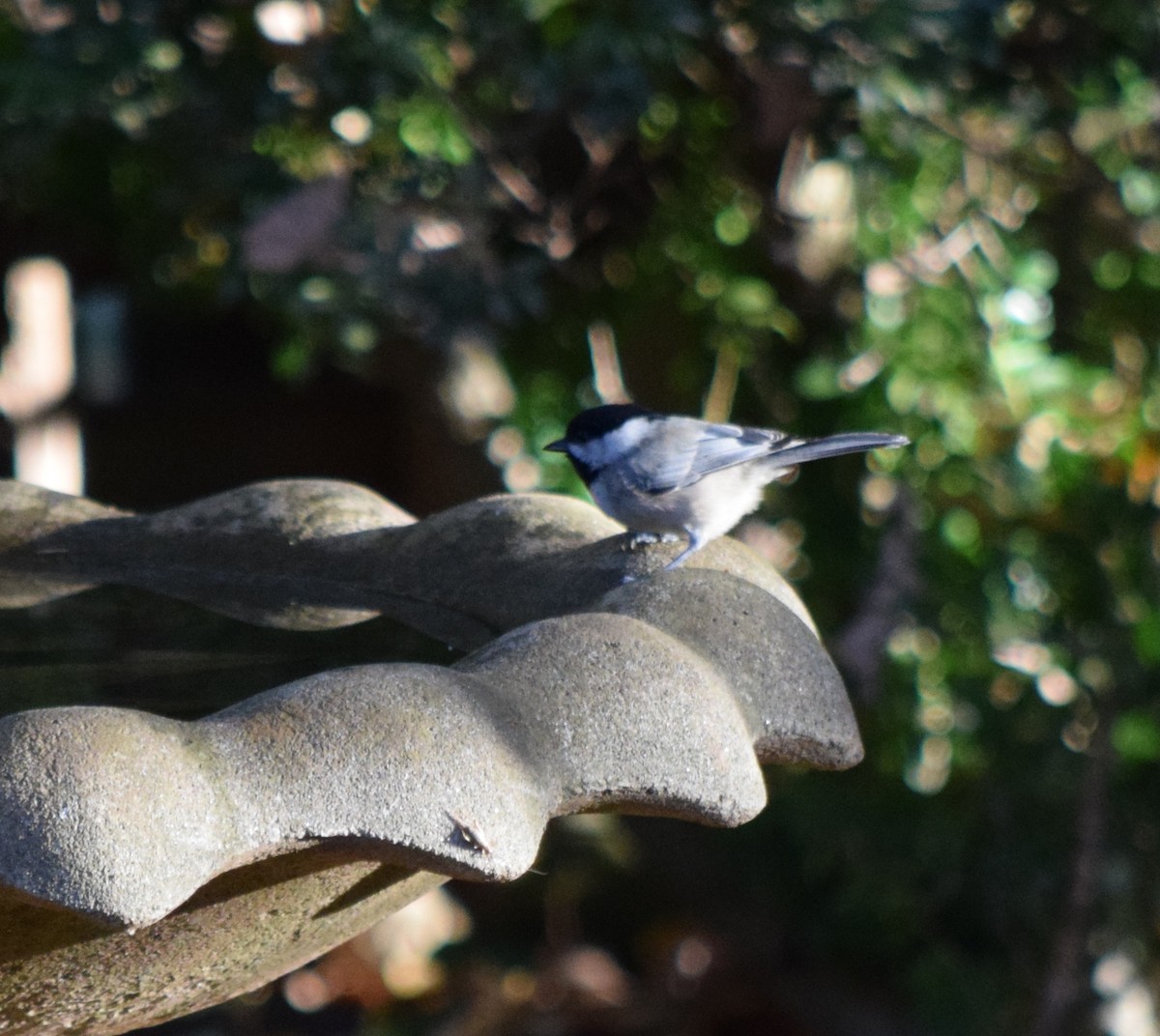 Каролинская гаичка - ML644287173