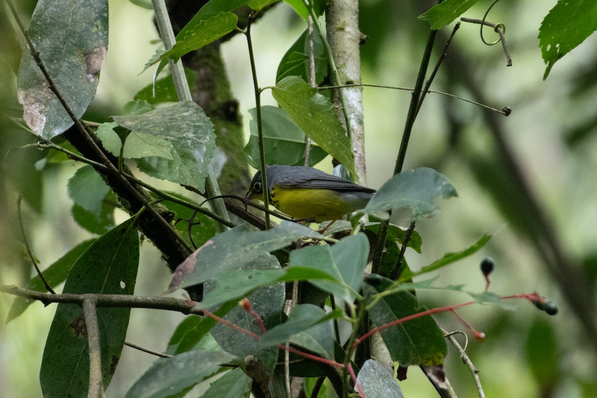 Болотянка строкатовола - ML644287178