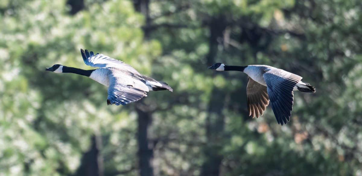 Oca canadese maggiore - ML644287179