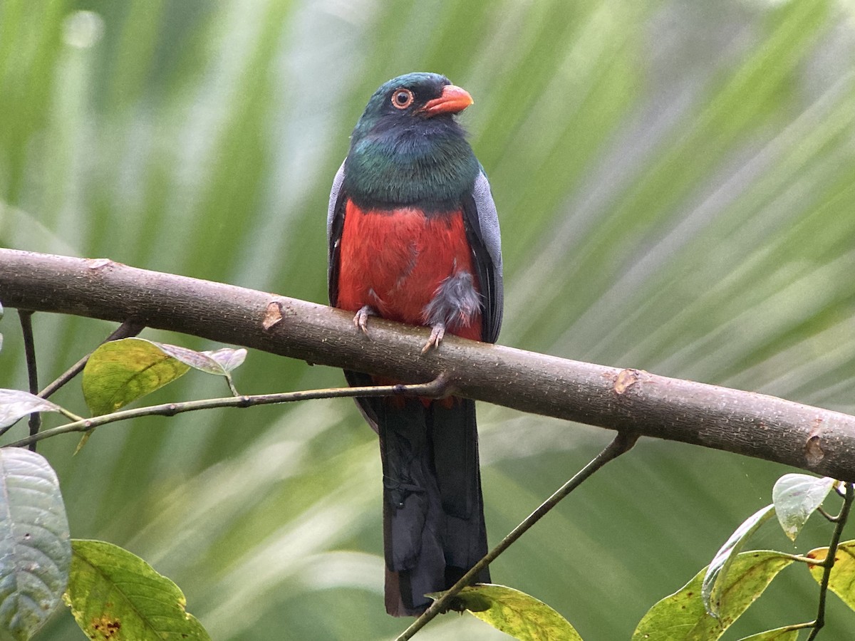 Gri Kuyruklu Trogon - ML644287180