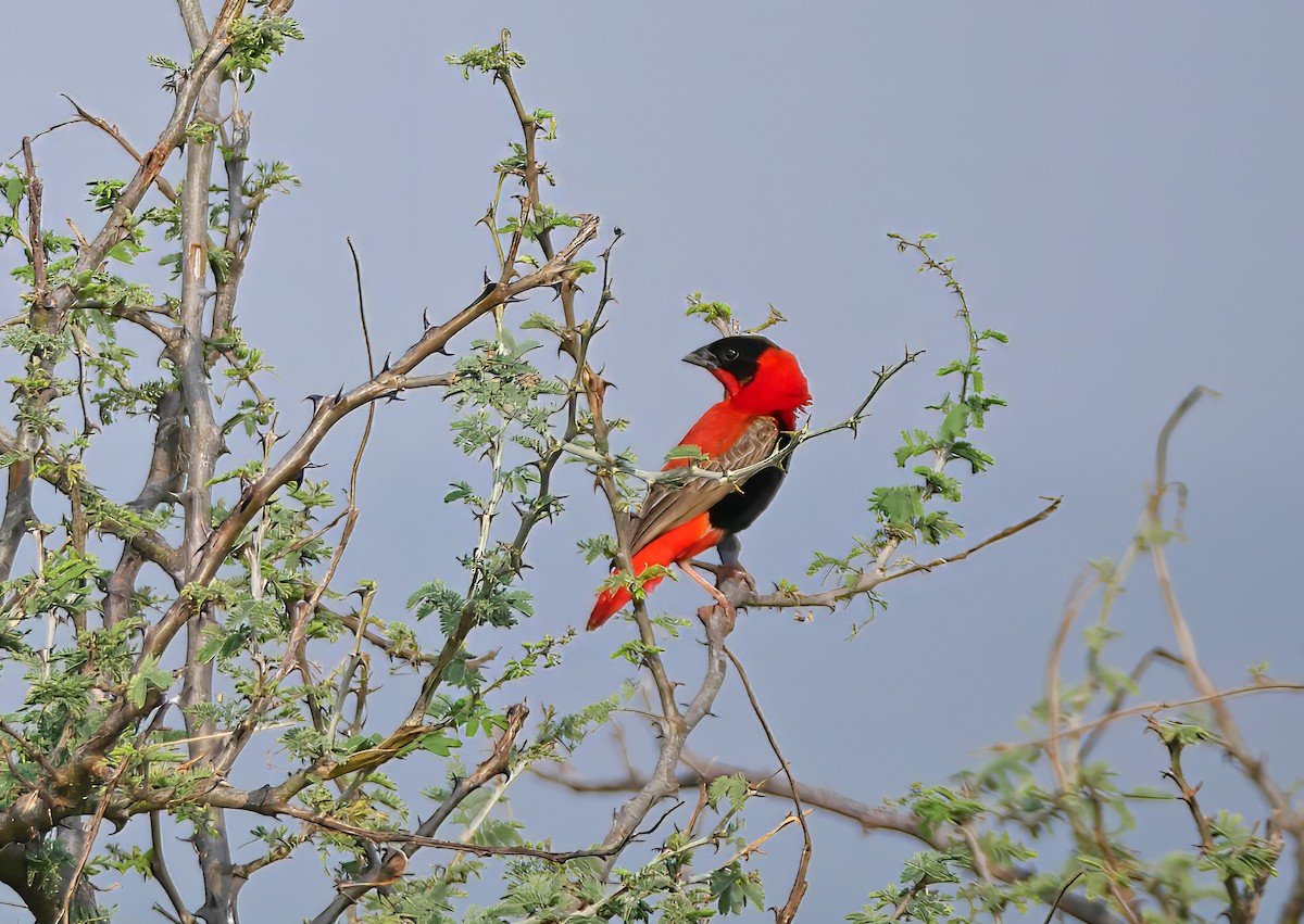 Northern Red Bishop - ML644287211