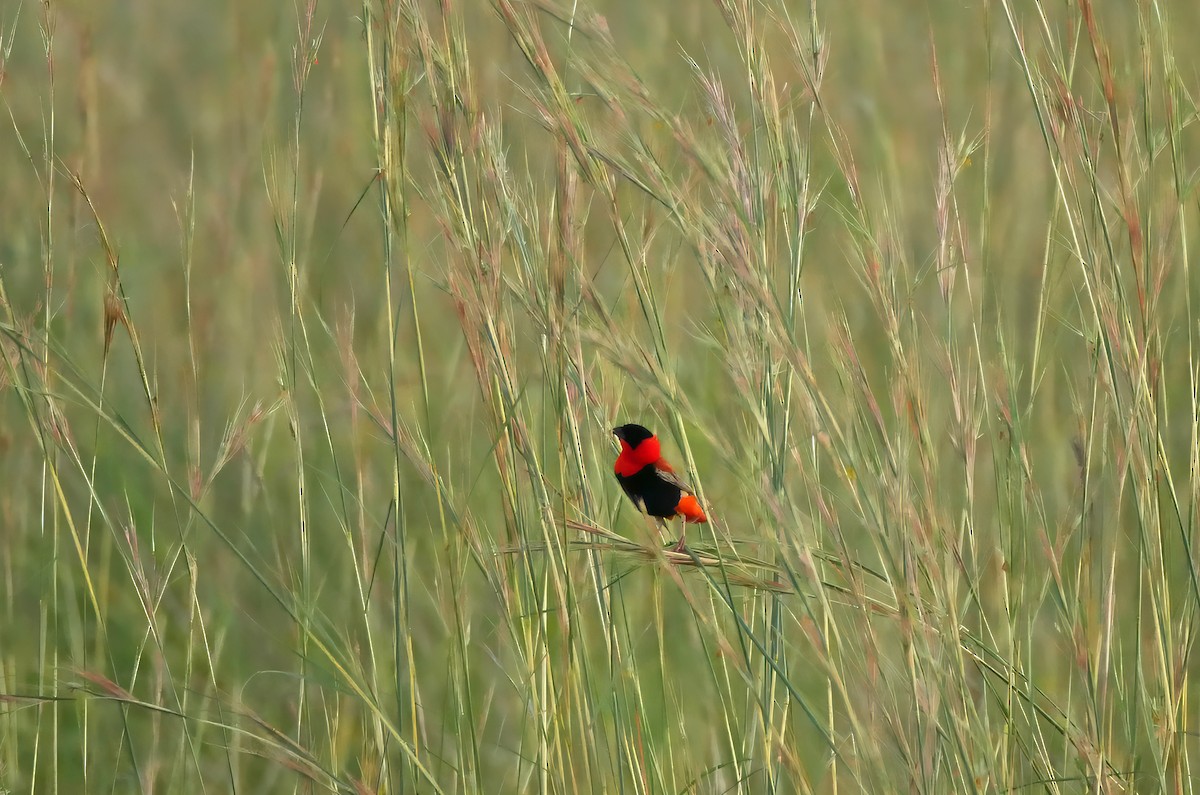 Northern Red Bishop - ML644287212