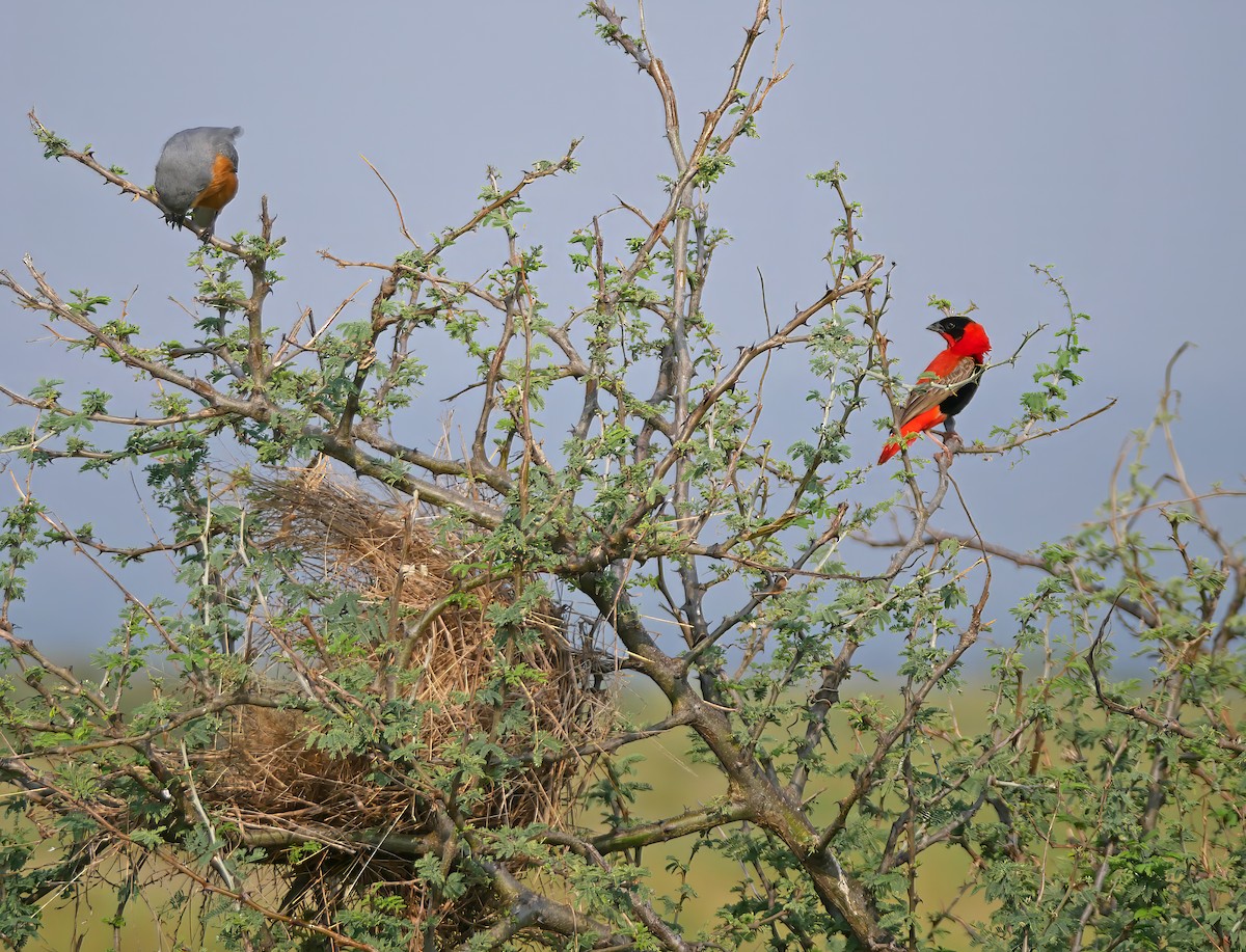 svarthettebisp - ML644287213