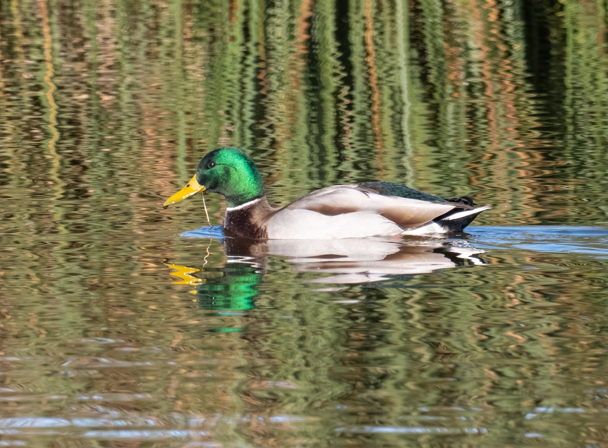 stokkand - ML644287217