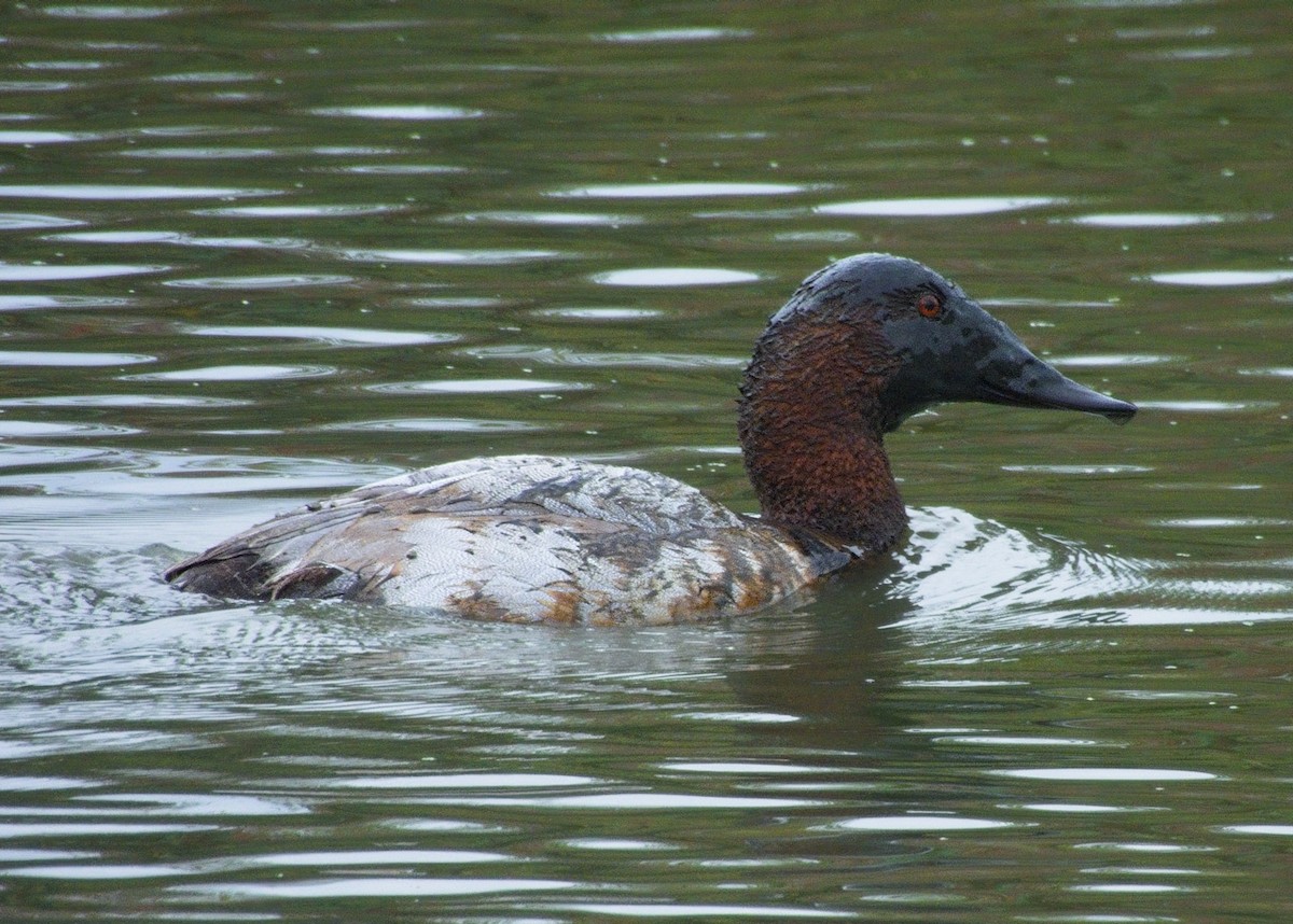 kanvasand - ML644287225