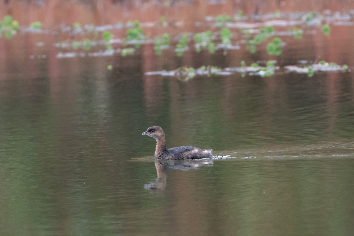 ringnebbdykker - ML644287227