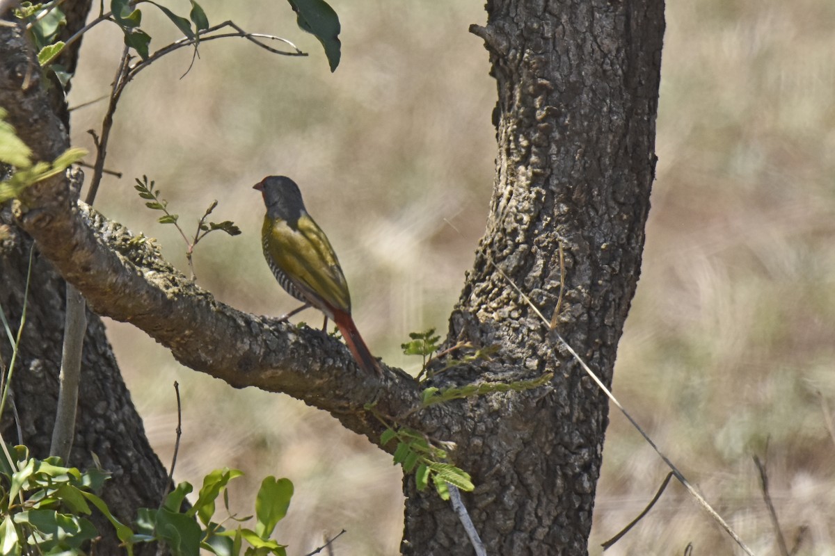 grønnvingeastrild - ML644287228