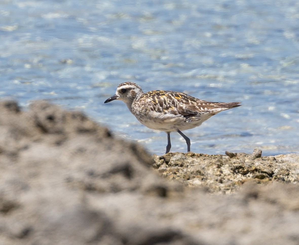 sibirlo - ML644287229