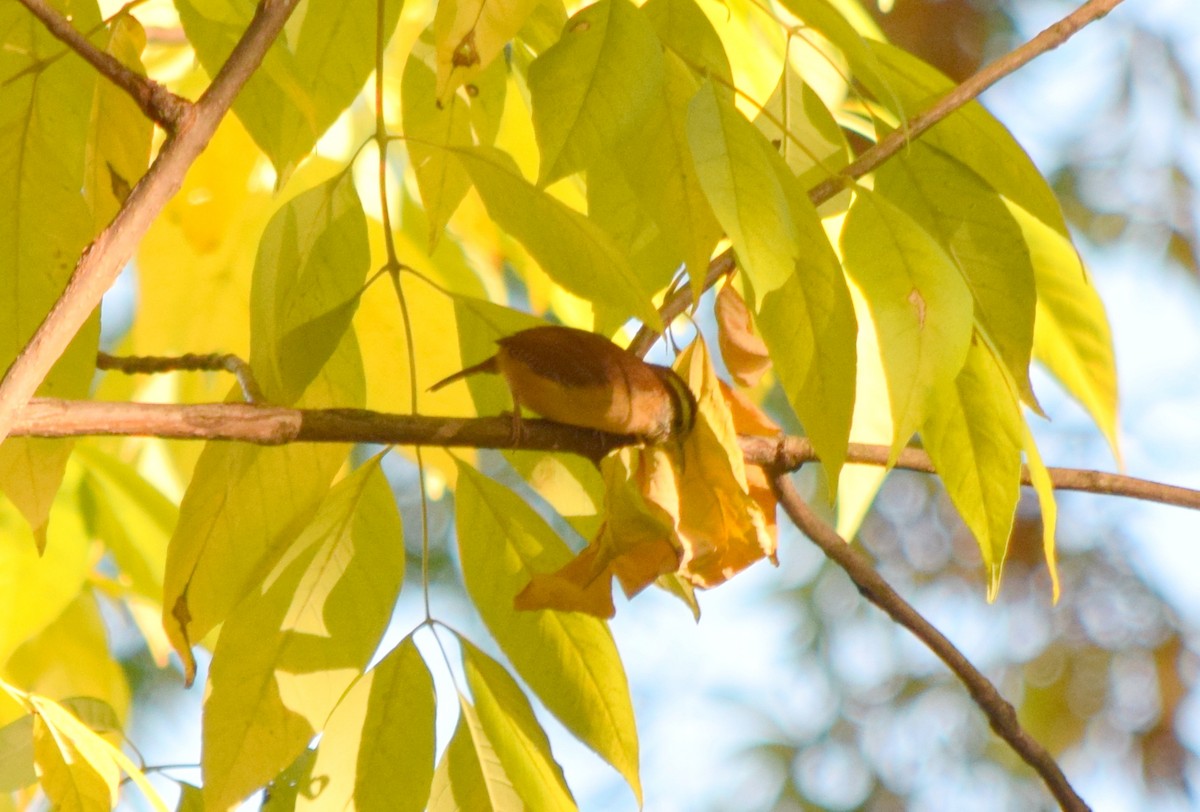 karolinasmett - ML644287232