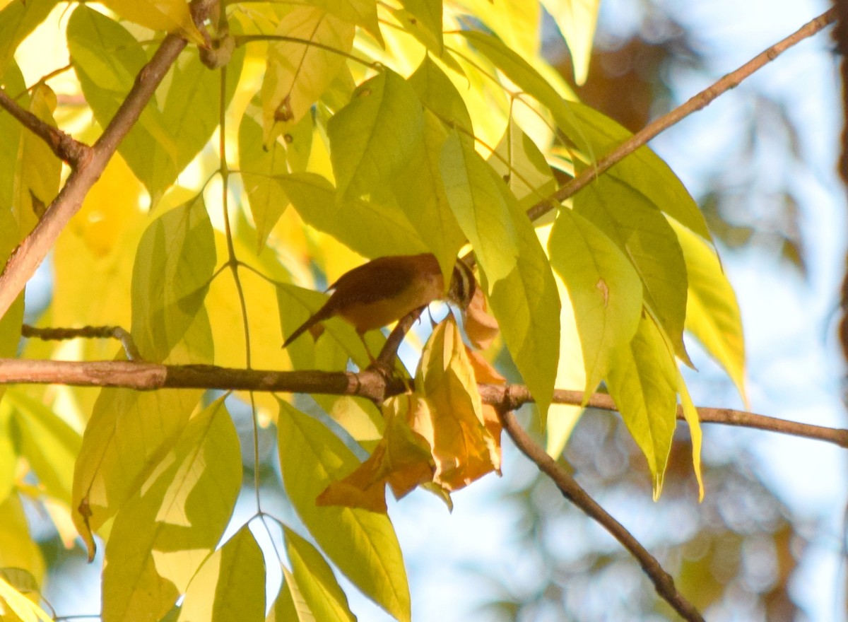 karolinasmett - ML644287233