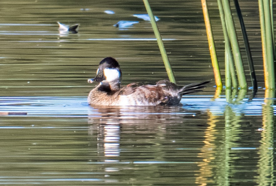 kobberand - ML644287235