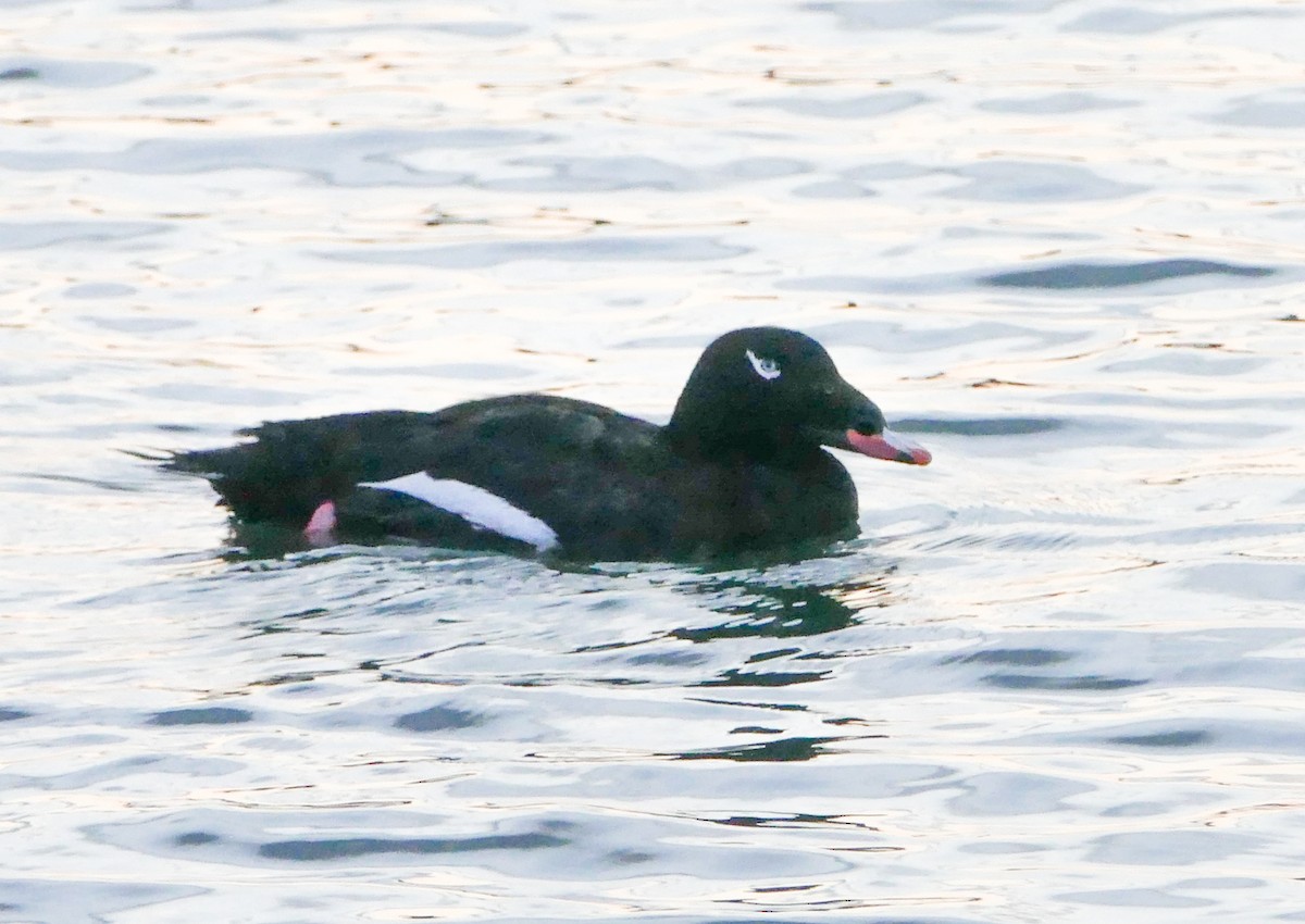 amerikasjøorre - ML644287241