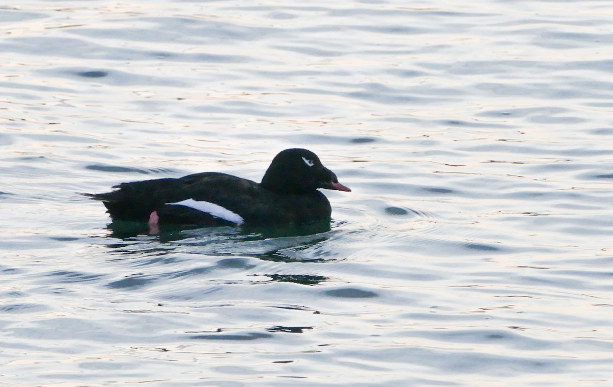 amerikasjøorre - ML644287242