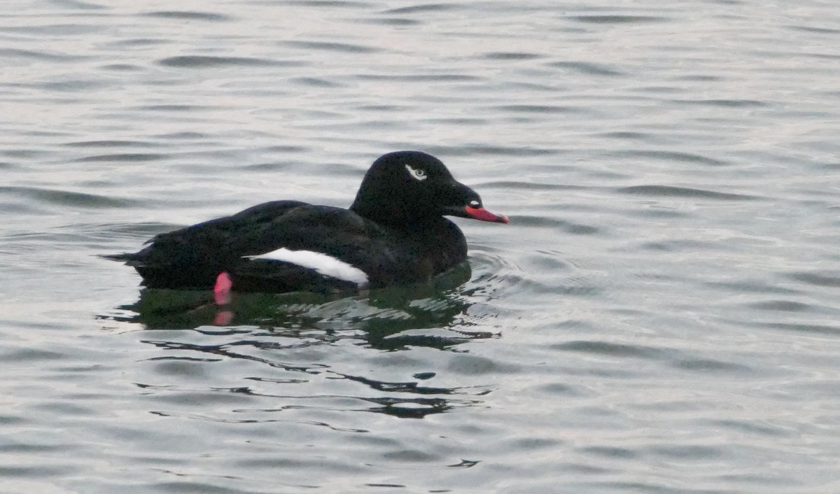 amerikasjøorre - ML644287243