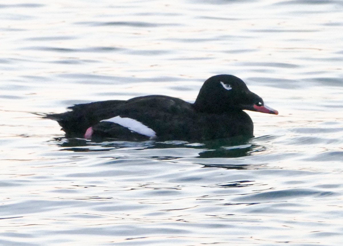 amerikasjøorre - ML644287244