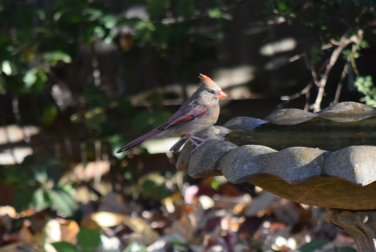 rødkardinal - ML644287246